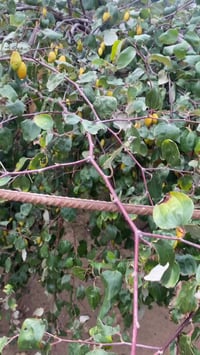 مزارع السدر النبك • متابعة وشراف • تطعيم الحمضيات