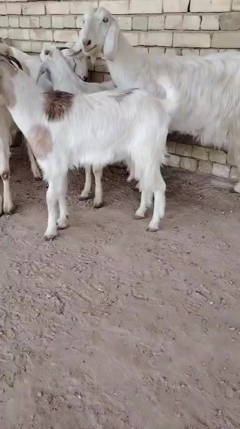 اعنوز العدد 3 مطافيل توامات مواصفاتهن //العنز ال(١)  وراها ثلاثه // والعنز ال(2)  وراها اربعه- ثلاثه بنات العام -واحد والد السنه هيه ولدت توم بس واحد راحلكم فدوه ضل واحد //والعنز ال(3) وراها خمسه ــ ثلاثه بنات العام ــ وثنين بنات السنه // اعنوز حلوت ومرتبات كلهن جم اوبيض شكل واحد وحده بنت وحده اعنوز امراح واحد اعنوز برجات مايولد غير اثنين او ثلاثه حلال درجة اولى او رقم واحد الشراي يتصل او بيه خير ويدلل المكان بغداد ابو غريب يوجد توصيل حسب الاتفاق 
***********///يوجد واتساب 
***********///يوجد واتساب // يرهم امراوس ابحلال حسب الاتفاق
