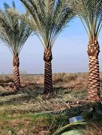 قطع الاشجار • تكريب النخل • داخل بغداد