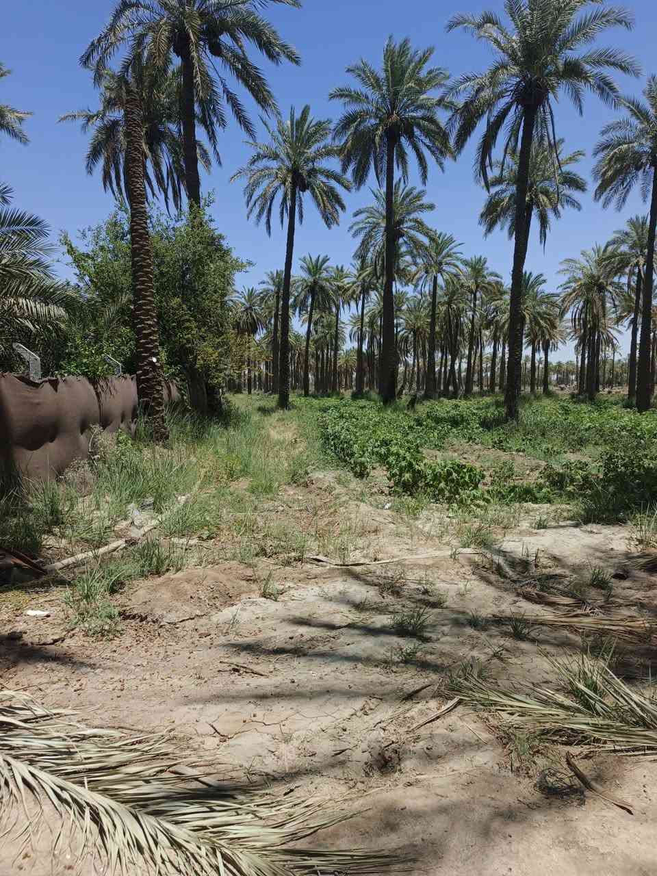 @اسلام عليكم 2دونم طابو زراعي لبيع سند 25 تحويل مباشر الواجه 45متر
مكان الرض الدسميه قريبه من الطبر اطوريج مكان كلش حلو
كل الخدمات متوفره بسعر مناسب استفسار اتصال ع
***********                 ***********
