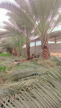 صواعيد نخيل جاهزون لتكريب وتنضيف النخيل وشلاع التال وشتال 07756066399