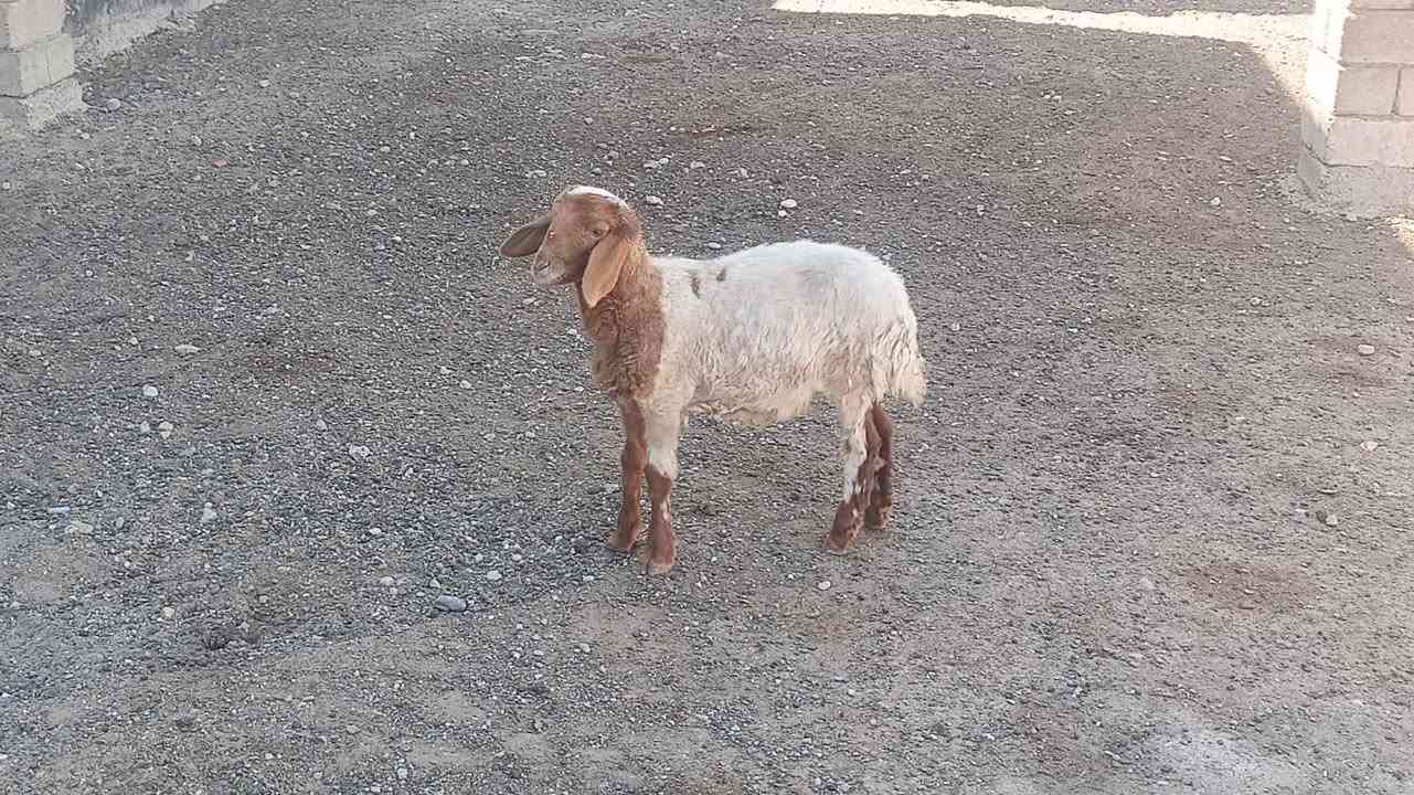 يوجد طلي البيع شرط نصاحه المكان بيجي حي العصري رقم الهاتف ***********
***********
