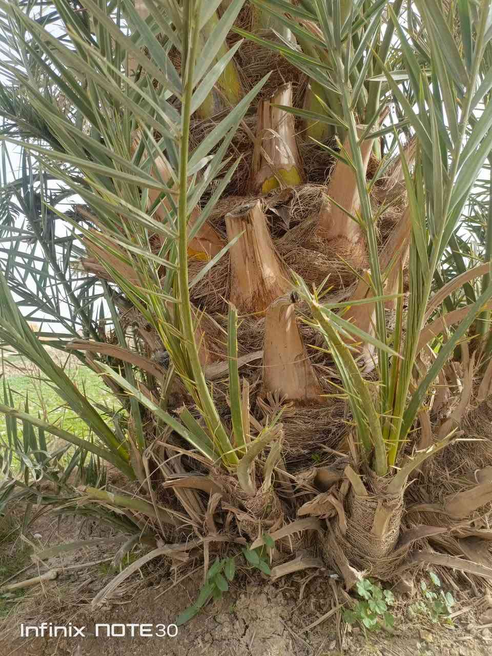 5 فسايل تمر خضراوي للبيع .
الاستفسار خاص او على رقم .
 ( *********** اتصال واتساب فقط )
