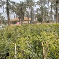 نبك مطعم • سندان ٢٩ • توصيل بغداد