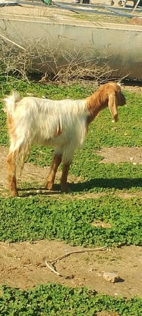 متاح صخلات حلوات تريد جني تريد ربط بيهن وحده غزاليه سعر الزوج اذا شلع ...