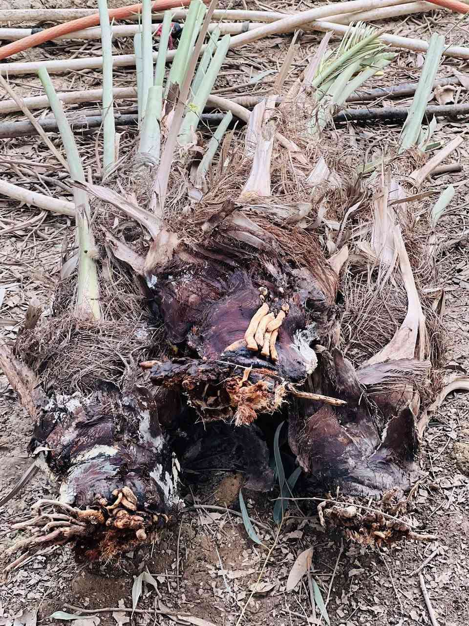 السلام عليكم ورحمة الله وبركاته 
من الان بدأ موسم قلع الفسائل وزاعتها 
اي شخص عندو نخلة بيها فسائل يريد يقلعهن يتصل ويتدلل ***********
