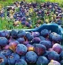 السلام عليكم ورحمه الله وبركاته
العنوان بغداد الرضوانية الشرقية طريق معمل زينب ثالث مشتل الجبير مجاور الملعب
توصيل جمله فقط
اتحب تجي للمشتل راسلني واتساب ***********ارسلك الموقع
***********
السعر حسب الحجم تبدأ من ٢٠٠٠ وتنتهي ٣٥٠٠
الحجم من متر إلى مترين
