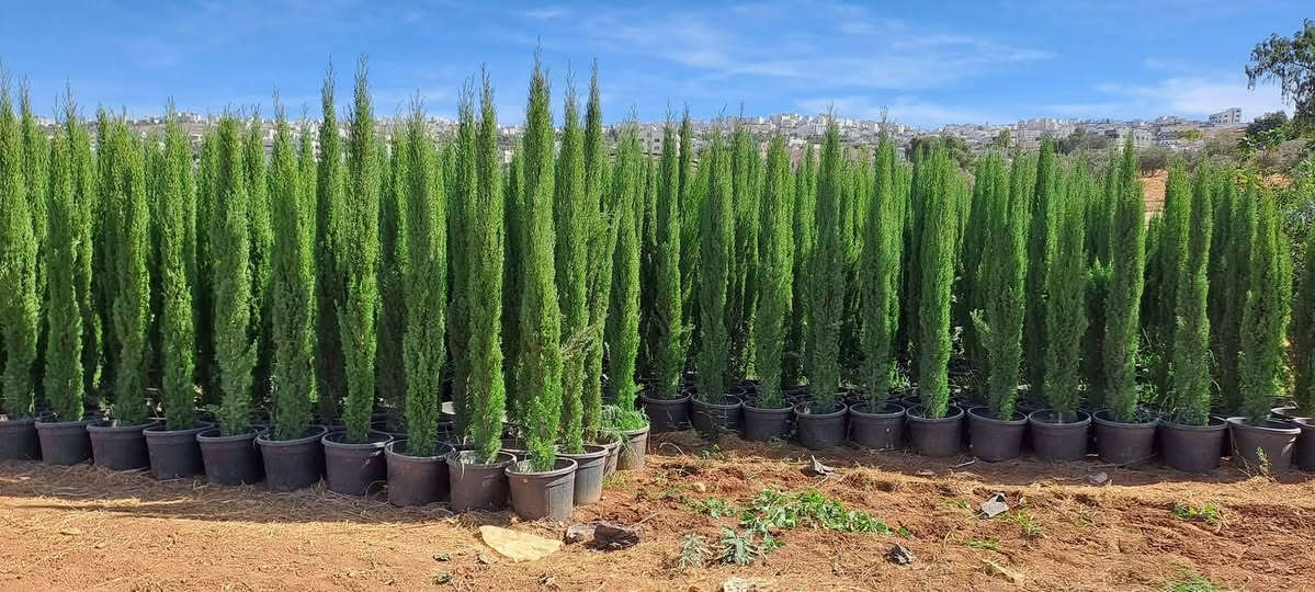 🔥🌲عروض وخصم خاص على شجر سرو🌲🔥
🔥🌲سرو توتم ايطالي النخب الاول بالمملكة 🌲🔥
🔥🌲متوفر شجر سرو عامودي توتم ايطالي 🌲🔥
🔥🌲جميع الاحجام الأسعار مناسبه للجميع 🌲🔥
🔥🌲خدمة توصيل مجانآ إلى جميع انحاء المملكه🔥 بس 9 دنانير🔥
للتواصل📞 0778240814 عمان, محافظة عمان


**إذا كنت صاحب هذا الإعلان وتريد حذفه لأي سبب، رجاءا أرسل رسالة إلى الدعم الفني**