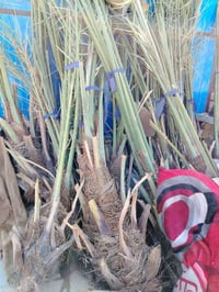 نخل • نوعية جيدة • حقلانيه