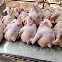 دجاج أحمر سرحي • حلج شلوط تقطيع • مفرق اللزاكه