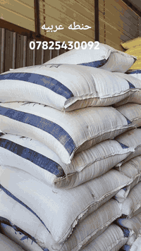 بذور حنطه • نوع عربية • توصيل مجاني