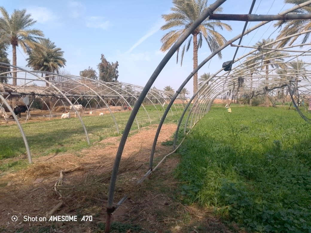 السلام عليكم
متوفر بيوت زجاجيه للبيع 

المكان واسط العزيزيه 

للاستفسار الاتصال ع الرقم ‭0780 493 9488‬
