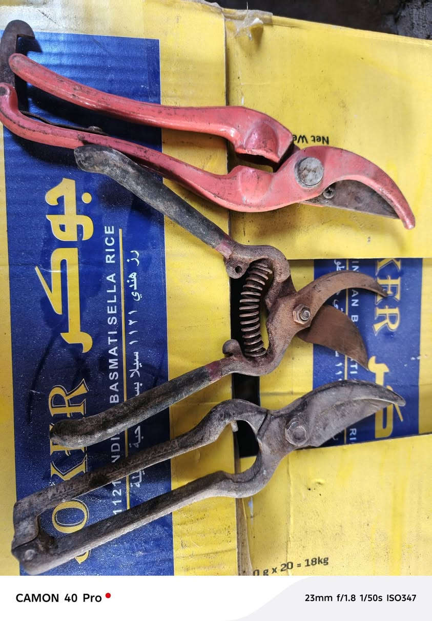 كلهن ب٤٠ ألف بغداد ***********بي وتساب
