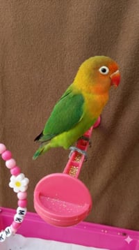 غندورة روزة • مستعملة ٣ أشهر • نجف