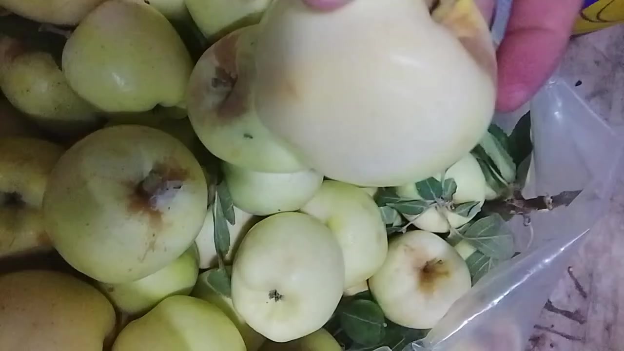 اسعار اليوم
عروض بلاش ومخضر تازه درجه اولى  وينه ليدور مسواك مرتب وتازه 
يوجد توصيل مخضر وبأسعار مناسبه 
للطلب واللاستفسار الاتصال اوتساب***********

تريدون مسواك تازه ونظيف بدون ما تتردد اطلب من علوه الطائي

قائمة الاسعار 🎬🎬🎬🎬   
 ////بطيخ 🍈750

موز عرض درجه اولى  1500 

طماطه عراقيه درجه اولئ …… .. 500

بطاطا عراقيه…… .🥔🥔 750

خيارشمالي درجه اولئ عرض....... . 750 
خيار عطروزي........ . 750
شجر عراقي.......... . 750
لهانه……… .750
اسود شمالي درجه اولئ………  750

بصل اكرستال 🧅🧅…… 1000
بصل حلو 🧅🧅…… .750.

فلفل بارد صيفي درجه اولئ…… ..1500
فلفل بارد مستورد 1500

ليمون 🍋……… .3000

فاصوليه…… 3500

باميه.    ب…… ..2000

الو احمر.… .2000
مشمش مستورد… ..2500
عنب عراقي………  1500
خوخ كعكي……..  2500
خوخ مسكي……  2000

برتقال مصري عسلي …… ..1500

تفاح احمر 🍎……  1500

عرموط…… ..1500

تفاح عراقي ابيض……  1000

خس….. 1500
توصيل داخل بعقوبة مجاني مجاني باب البيت واتساب ***********

كلشي مناسب ورخيص مسواك تازه ومناسب 🥒🫑🍅🥔🍆🍊🍓🍏

