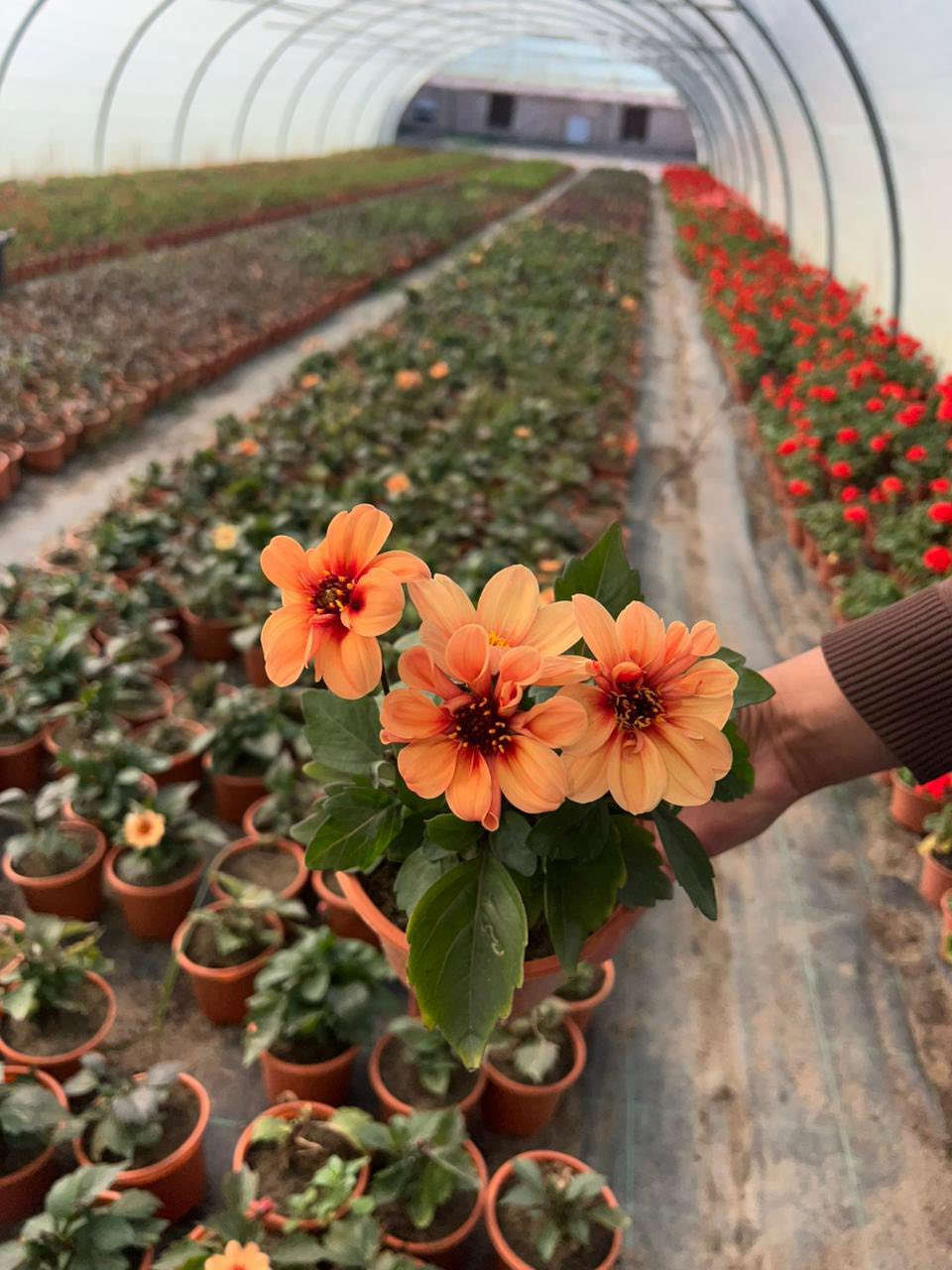 نستعرض لكم صور النباتات المُزهِرة المتوفرة حاليًا في مزرعتنا.
للاستفسار أو للحصول على معلومات إضافية حول الأصناف والكميات، يرجى التواصل معنا عبر الرسائل.
نرحب بجميع استفساراتكم ونسعد بتواصلكم معنا.
***********
