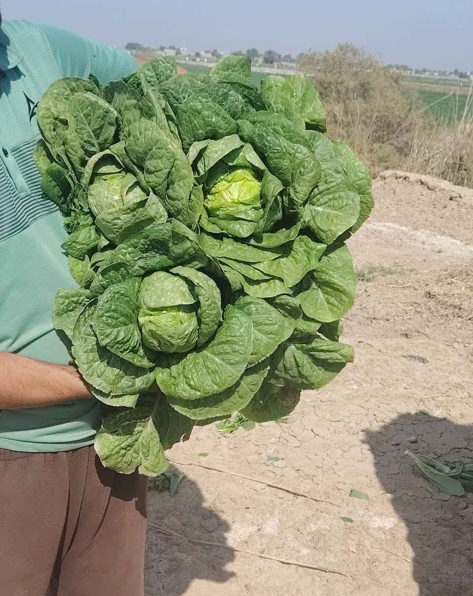 بذور خس سويدي درجة اولى مكان ديوانيه ناحية نفر
‏‪***********‬‏
