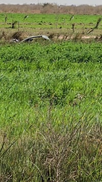 قضاء السدير • ٥٠٠٠م • بئر ارتوازي