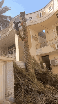 يوجد اكدر محترف قطع نخل
ال سفسار اتصال رقم بي واتساب(((( ***********))
