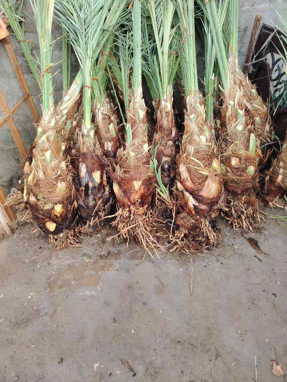 السلام عليكم يوجد الدينا برحي ومكتوم ومجهول وكرنفلي وكافة انواع النخيل المكان بابل لاتصال ع الرقم ***********
