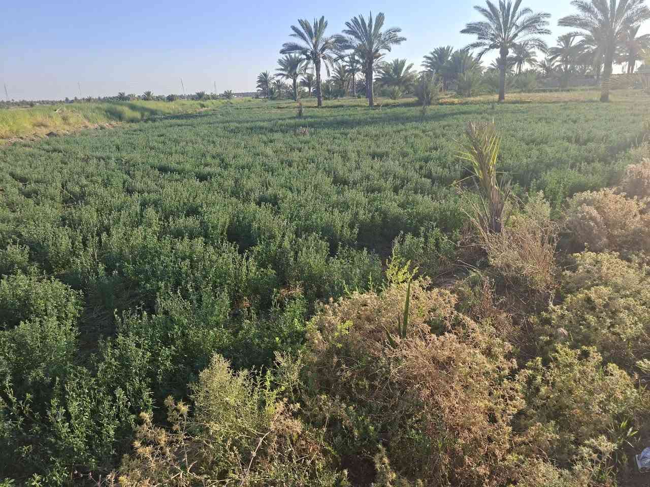 السلام عليكم ورحمة الله وبركاتة ارض زراعيه ملك طابو صرف للبيع اربع دوانم خلف محطه جوهرة عدنان متوفر فيها كافة الخدمات ماء وكهرباء الارض باسمي للاستفسار اكثر الاتصال على رقم ***********/***********
