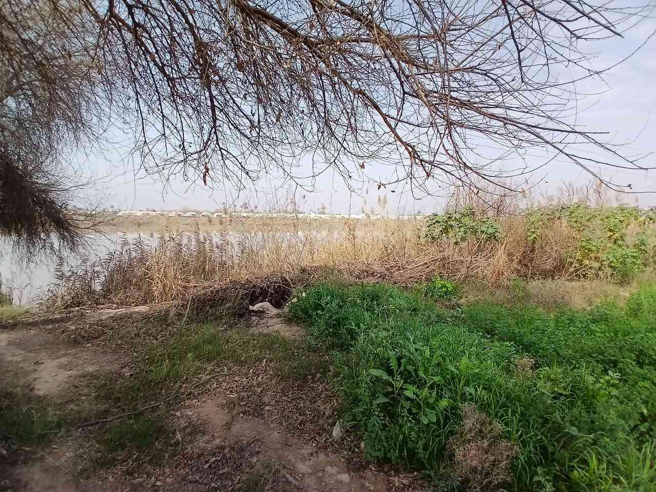 السلام عليكم
ارض زراعية للبيع اطلالة على الشط بمساحة ٧ دونم ونص مع بيت مبني غرفتين وصالة ومضيف في منطقة المدائن صطيح 
للاستفسار على الرقم ***********
