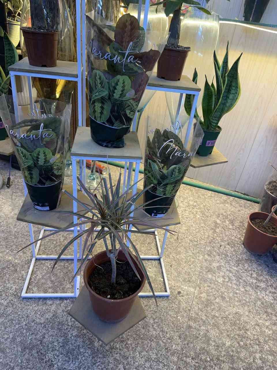 العنوان بابل مسيب شارع الاول 
كميه محدوده


**إذا كنت صاحب هذا الإعلان وتريد حذفه لأي سبب، رجاءا أرسل رسالة إلى الدعم الفني**