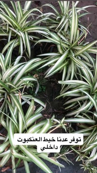 مشتل ابو علي • نباتات ضلية • سلمان باك بغداد