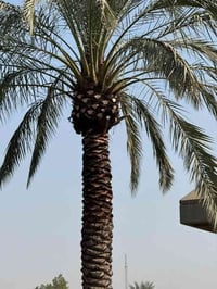 تكريب نخيل • قص التمر • قطع شجر