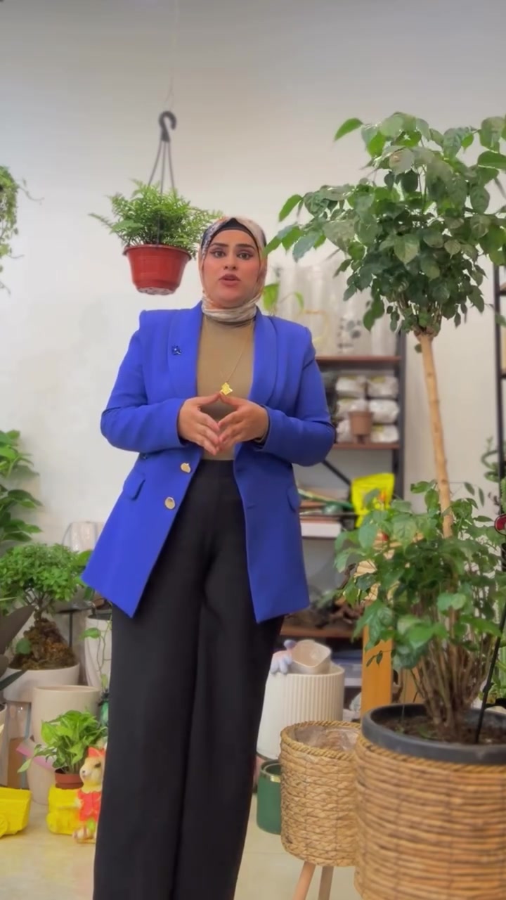 الأوركيد نبات مختلف عن مفهوم الزراعة التقليدية، لأنه يعتمد بشكل أكبر على التغذية الهوائية أكثر من اعتماده على التربة الثقيلة. يتميز بألوانه الراقية وأزهاره الجميلة التي تضيف لمسة فخامة لأي مكان.
وللحفاظ على أزهاره لأطول فترة ممكنة، يُفضل وضعه بإضاءة ساطعة غير مباشرة مع سقي معتدل عند جفاف الوسط أو الخشب المزروع عليه، وبهذه الطريقة ممكن تبقى أزهاره جميلة لمدة تصل إلى 10 أيام وأكثر #اكسبلور_فولو #موصل_بغداد_اربيل_بصره_سليمانيه_كركروك_العراق_عراق #اكسبلور_2020


**إذا كنت صاحب هذا الإعلان وتريد حذفه لأي سبب، رجاءا أرسل رسالة إلى الدعم الفني**