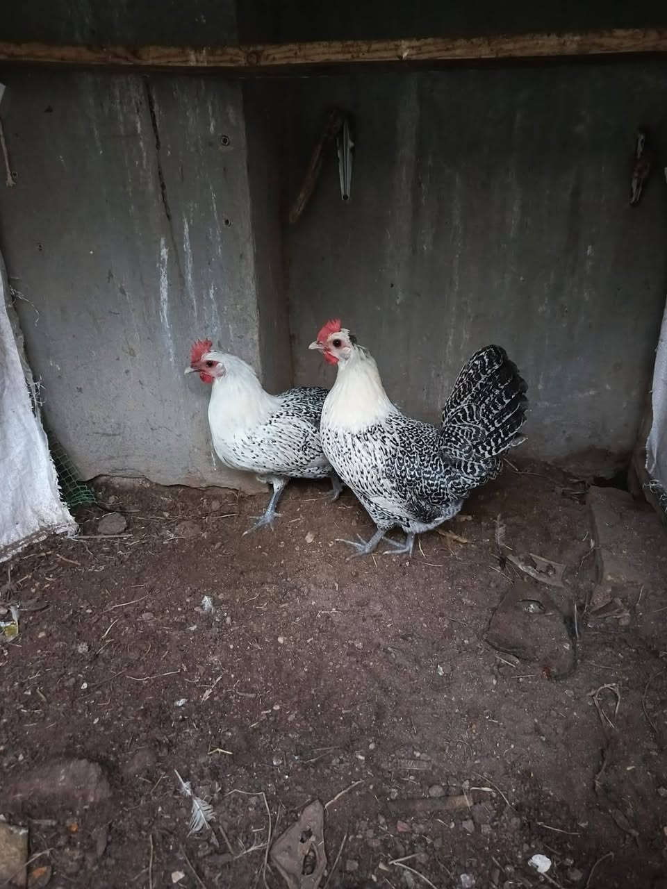 متاح 
دجاجتين فيومي بياضات
كربلاء
***********
