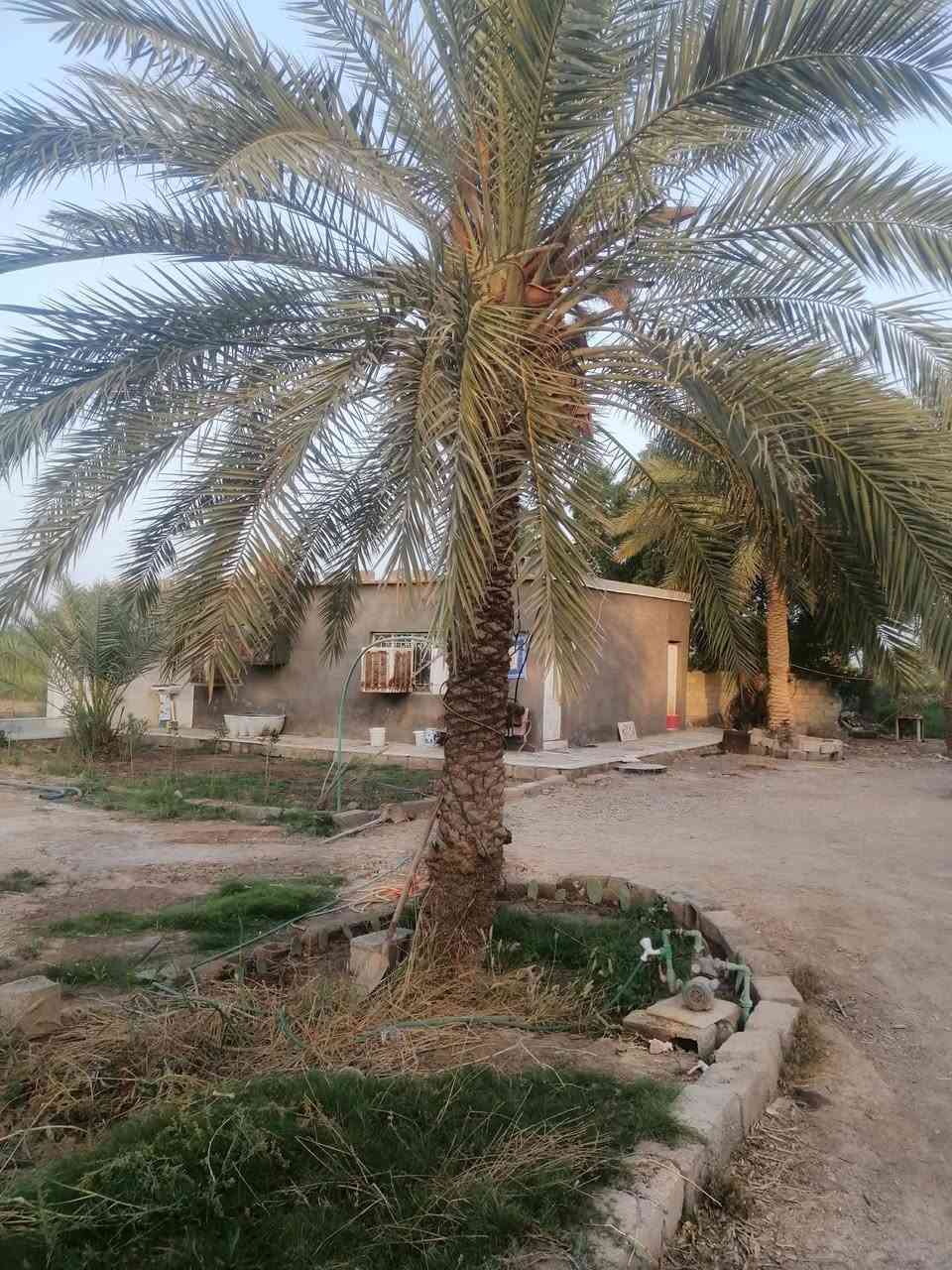 مزرعه 5 دونم سند 25 وجه الأرض 100م ونزال 125م تقع على بعد 2 كم عن قضاء العزيزيه قريبه جدا.. أرض خصبه جدا تحتوي على ٧٠ شجرة نخيل مثمره مع دار سكن وخدمات كامله من ماء وكهرباء ومشروع للسقي مبطن وتبعد عن الشارع العام ٧٠م لاستفسار مراساله الحساب.  السعر بدون تحميل انته وراعيه


**إذا كنت صاحب هذا الإعلان وتريد حذفه لأي سبب، رجاءا أرسل رسالة إلى الدعم الفني**