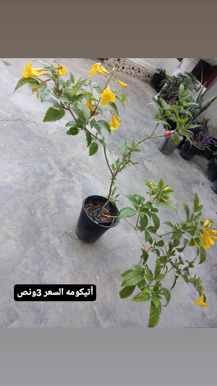 ✨ ورود يومية بأجمل الألوان
🚚 توصيل مجاني داخل هبهب
📍 أقرب نقطة دالة: قرب مدخل المجمعات
📩 للطلب مراسلتنا خاص


**إذا كنت صاحب هذا الإعلان وتريد حذفه لأي سبب، رجاءا أرسل رسالة إلى الدعم الفني**