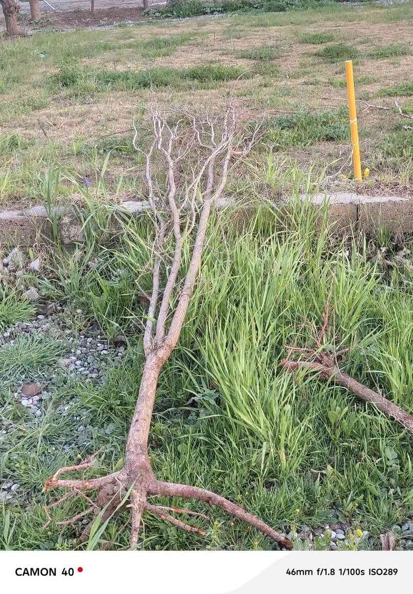 يوجد أشجار مشمش مطعم من ارقئ نوعيات المشمش للبيع المكان قرية الذيبانية مقابيل الحقل بداية القرية /‏‪***********‬‏متواجد ليل ونهار/وألاسعار مناسبة جدآ لحك قبل لايخلص
