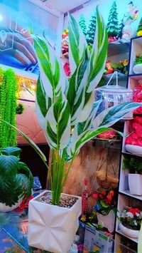 ورد • ديكور • حديقة