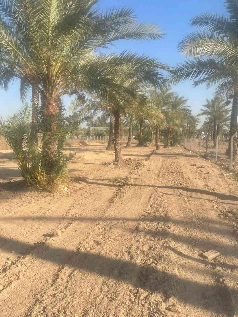 سلام عليكم 
مزرعه للبيع🌾 
المكان بغداد الطيفيه 📍
المساحه دونم ونص 200متر 
مسيج بيرسي واجه بلوك 
الوجه 23ونص 
النزال 188
صنف العقار طابو ملك صرف  
الرقم *********** ابو علي 
***********علي 
متواجد على لانترنت
