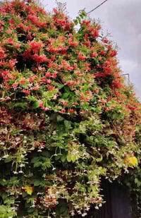 الياسمين الهندي • نبات متسلق • رائحة عطرة