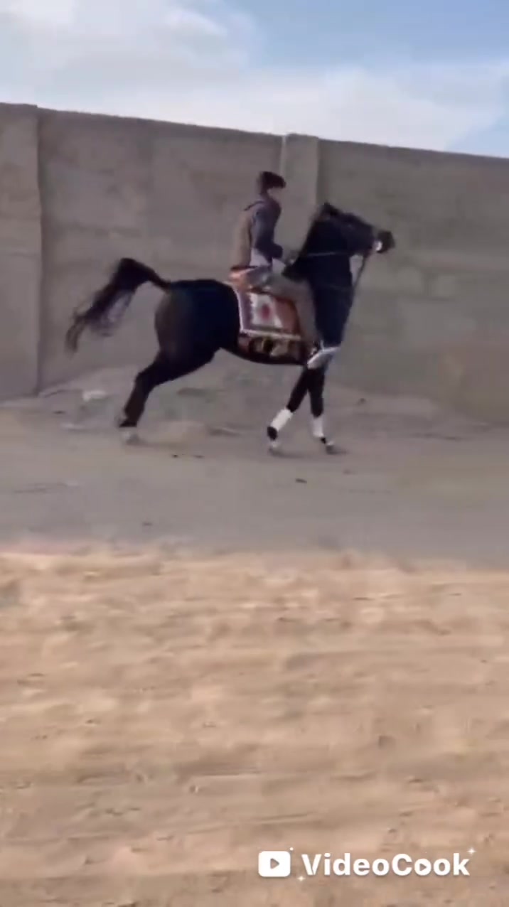 الهم صلي على محمد وآل محمد فرس ماله وصف هوازيه فناص كسر وشرط جمال والكشخه والخياله مال تشابيه ومال كشخه وستعراض وينه جناي زين ويدور درجه واله وفرس هوازيه كتاب وشريحه كامله المواصفات عمره 4سنوات رتفاعهه 155شرط الاستفسار خوكم ابو محمد توصيل لجميع المحافظات العراق حسب نتفاق  ***********واتساب 
***********واتساب          🧿اسم الفرس تسواهن 🧿
***********واتساب
