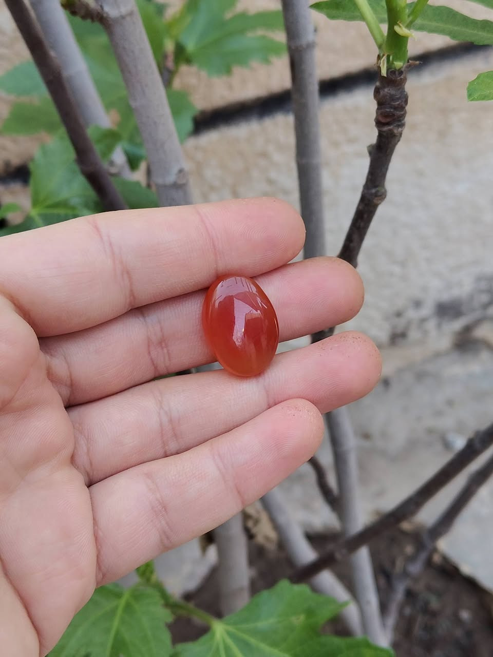 🛑 يا الله
عقيق يماني طبيعي 
لون كرز الكرز  🍒 طول 22 ملم 
لون مشمشي 🟠🍊 طول 23 ملم 
للإستفسار والحجز / ***********
