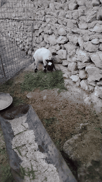 سلام عليكم متاح طلي ياكل نصاح على كل عيب فول مواصفات سعر ١٨٥ بي مجال بصيط مكان حديثه ليريد يجي خاص او يتصل على رقم ***********
