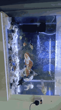 السلام عليكم حوض سمك جاهز
12 سمكه وهيتر وجهاز اوكسجين واناره لد وحجر واكل سمك كله جاهز للبيع
السعر 70 الف متوفر واتساب ***********
