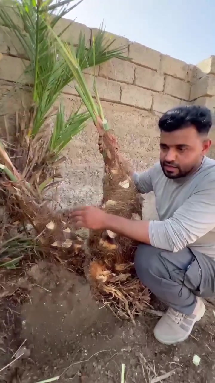 للبيع


**إذا كنت صاحب هذا الإعلان وتريد حذفه لأي سبب، رجاءا أرسل رسالة إلى الدعم الفني**