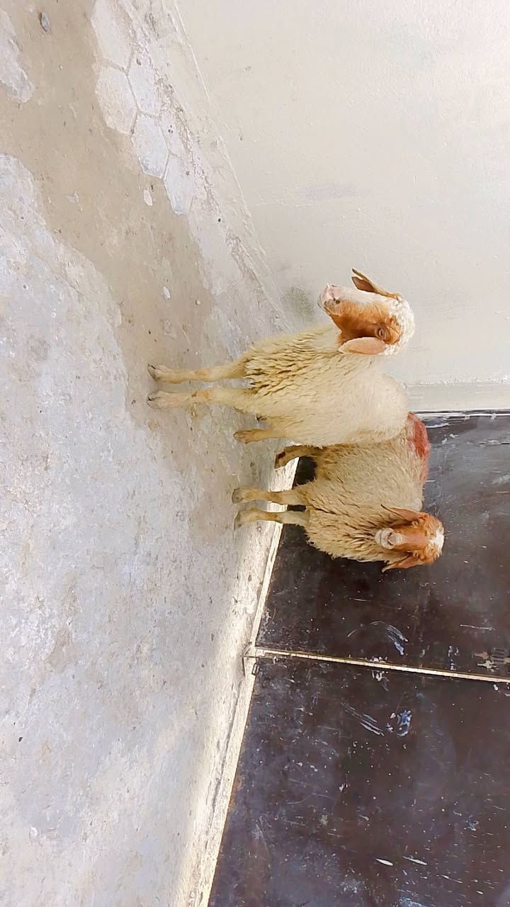 يا الله نعجات صاحيات شرط الصحه وسالمه من كل عيب سالمات سن وعين وشطر نعجات راكبات على ذمت راعيه  حلوه مالات جناي وين راحو جنايه على باب الله تنزيلات سعر الواحد 195وبيهن مجال بصيط المكان البصرة الزبير الشراي يتصل بالخدمه ***********
