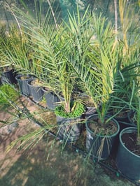 مجهول • ٣ سنوات