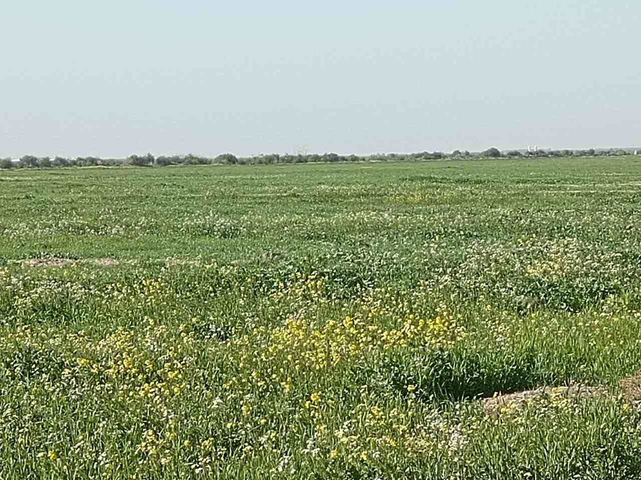 سلام عليكم يوجد طمان جاير المساحه 120 دونم العنوان واسط الصويره  الثروه الحيوانيه استفسار وانتصال         ***********
