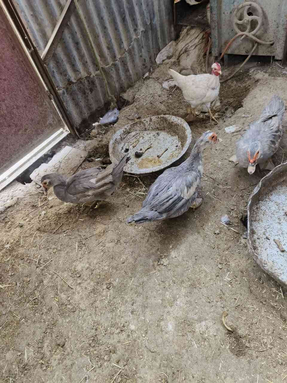 السلام عليكم نتاح 3 نثاية وفحل بش مصري رصاصي طلك  خشنلت وصاحيات مكاني الهوير


**إذا كنت صاحب هذا الإعلان وتريد حذفه لأي سبب، رجاءا أرسل رسالة إلى الدعم الفني**