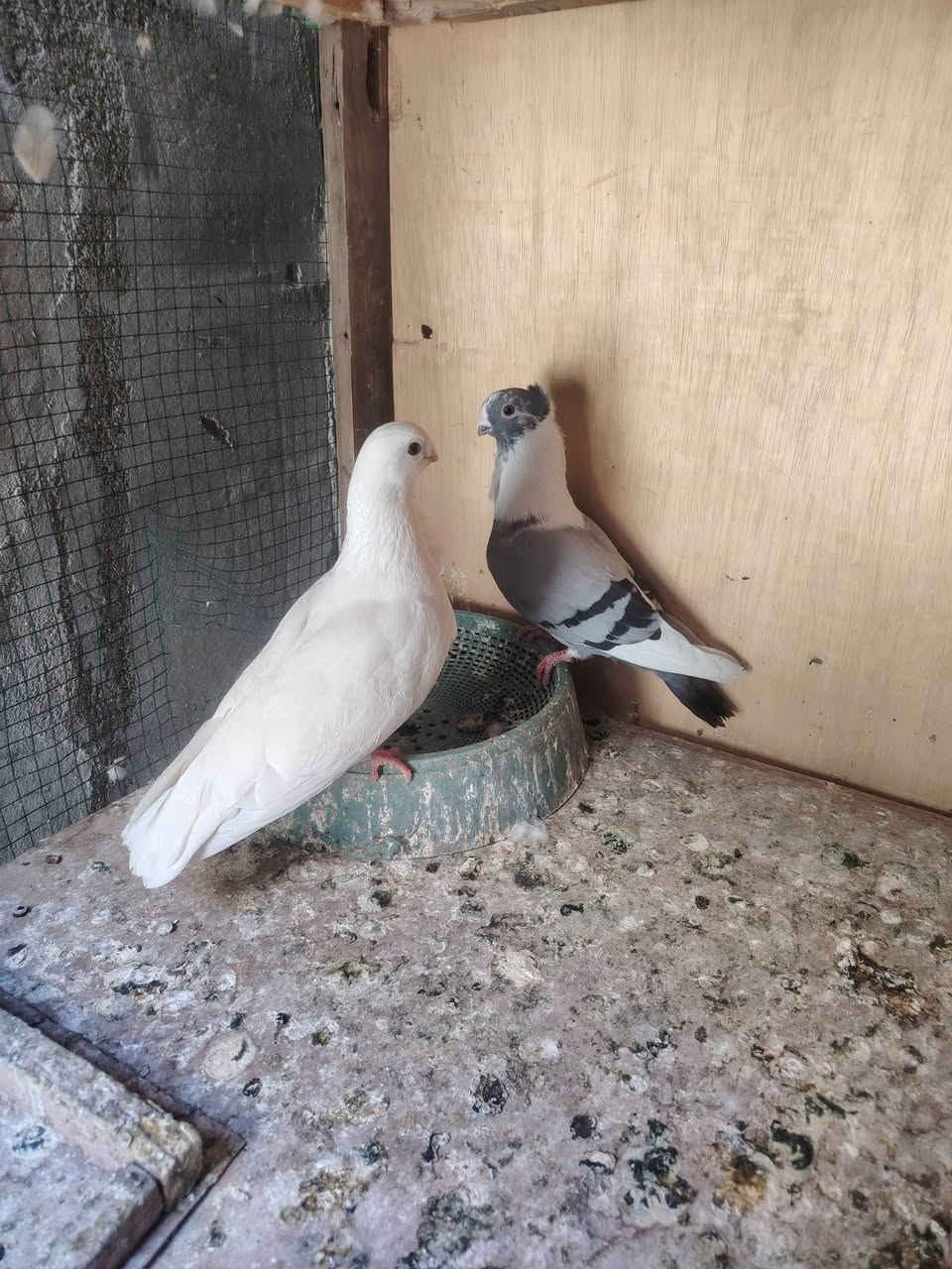 للبيع


**إذا كنت صاحب هذا الإعلان وتريد حذفه لأي سبب، رجاءا أرسل رسالة إلى الدعم الفني**