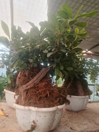 مشتل ميرنا • شتلات ونباتات • توصيل اربيل