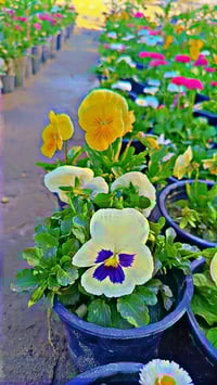 ورود موسمية • ورود دائمة • ديكور حديقة