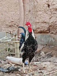 ديج عرب • زنكوره